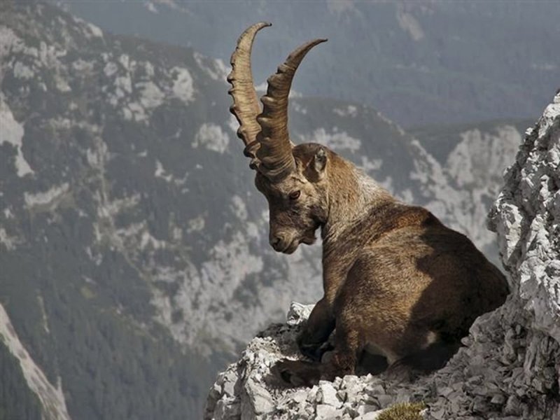 Как выглядит Козерог фото