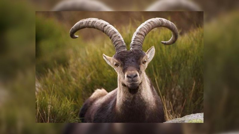 Альпийский Козерог (Capra Ibex)