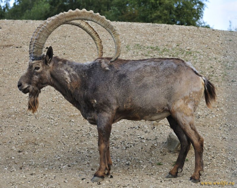 Альпийский Ибекс