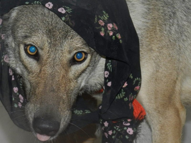 Наклейка волк Wild