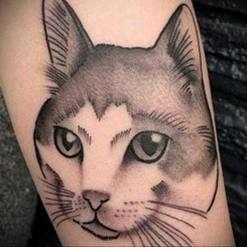 Кошачья мордочка тату