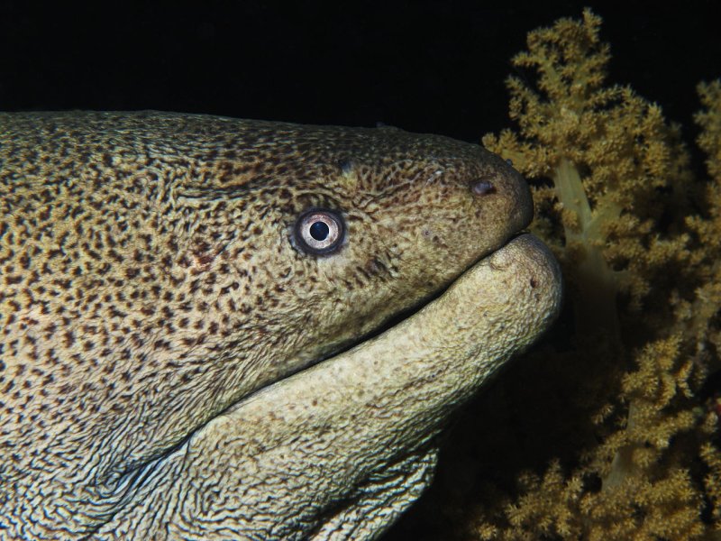 Moray eel