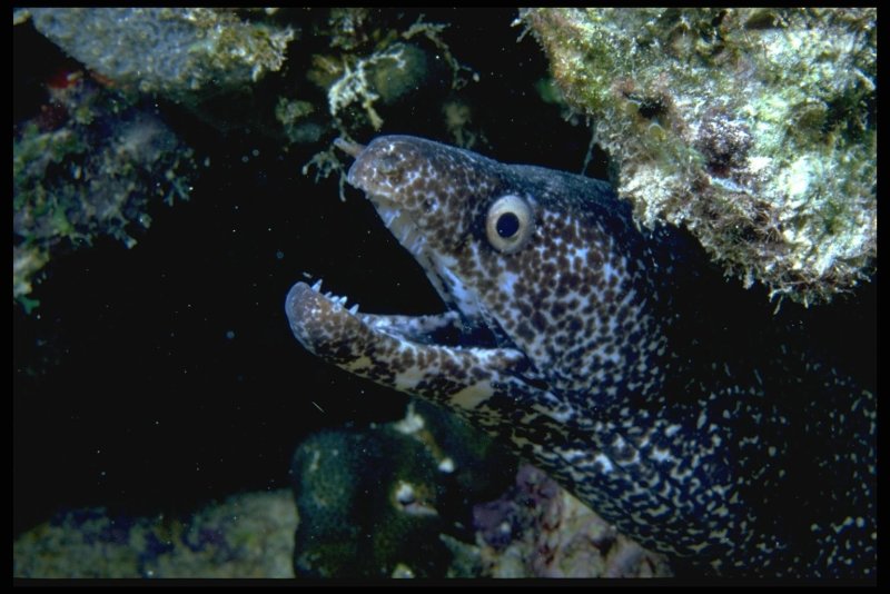 Smith Moray