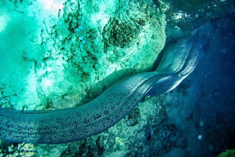 Moray eel