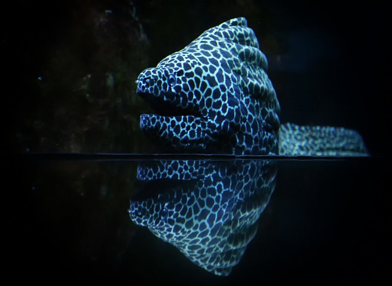 Банановый угорь .Gymnothorax miliaris
