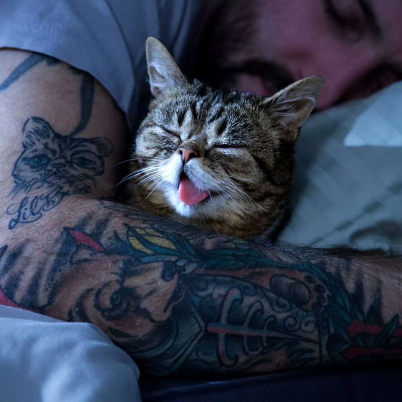 Тату котик на запястье