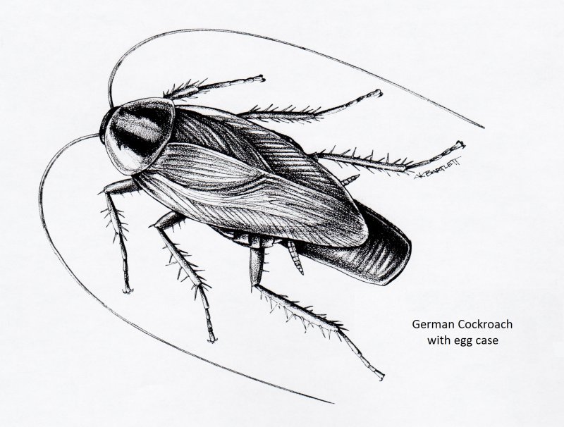 What do Cockroaches hate