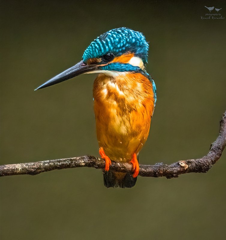 Зимородок обыкновенный Alcedo Atthis (Linnaeus, 1758)