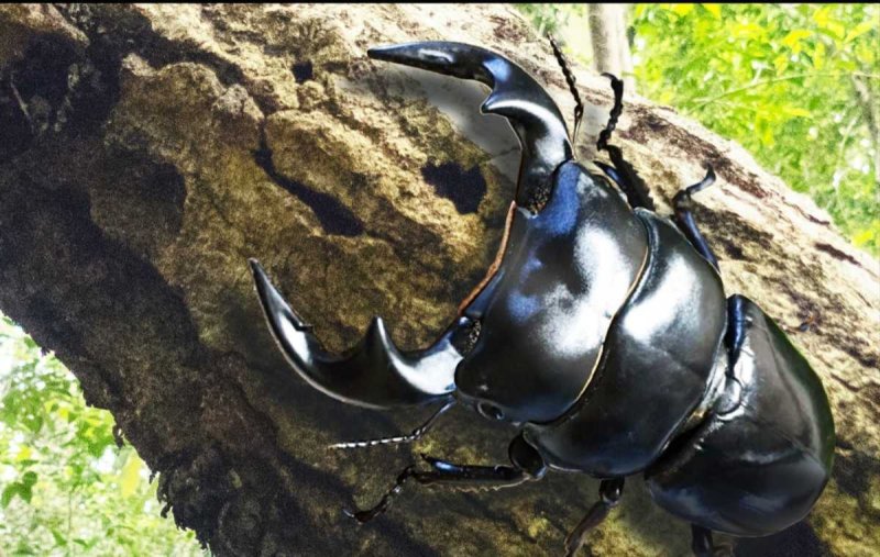 Японский Жук носорог Allomyrina dichotoma летит