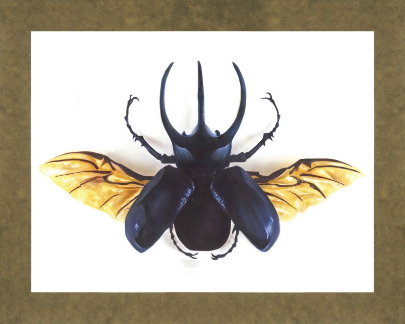 Chalcosoma Atlas с крыльями