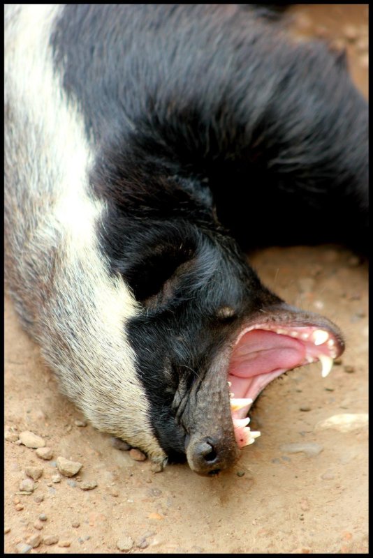 HONEYBADGER - озвучено МЕДОЕДОМ