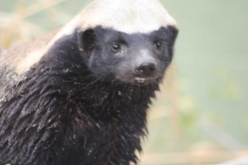 HONEYBADGER медоед