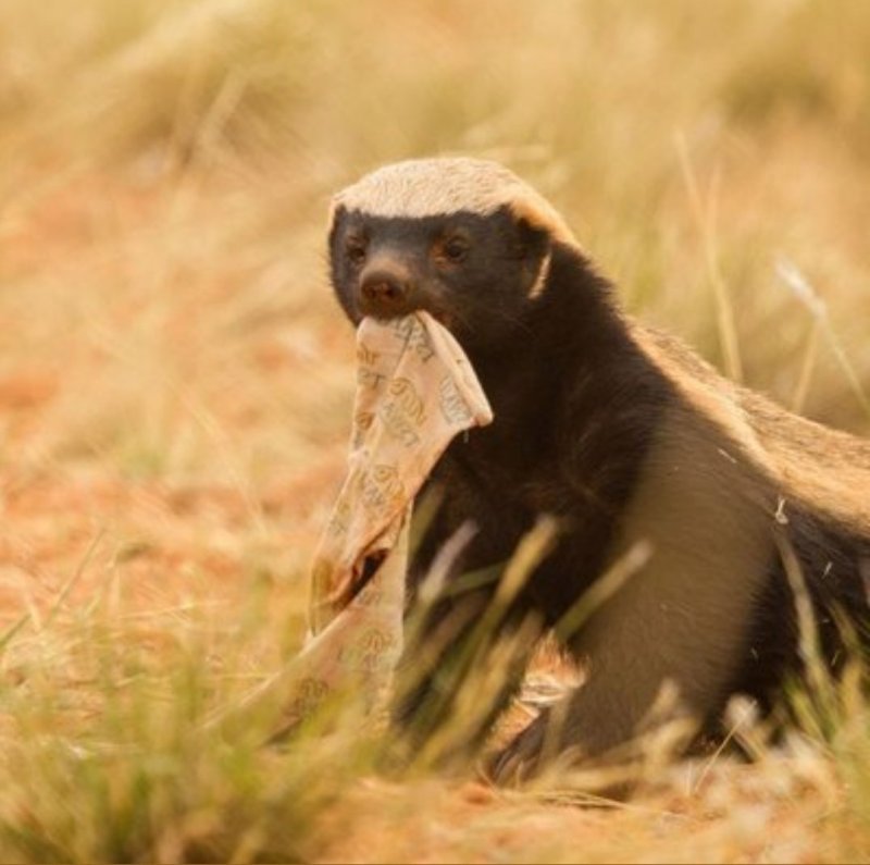 Honey Badger