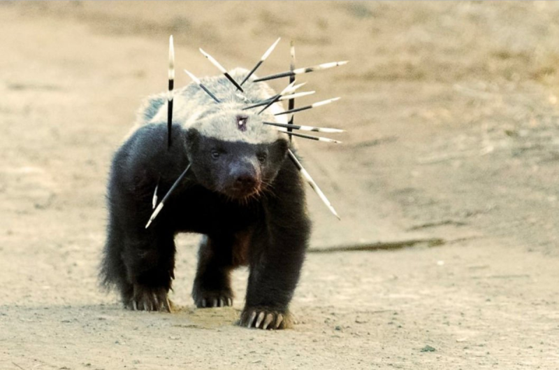 Honey Badger медоед