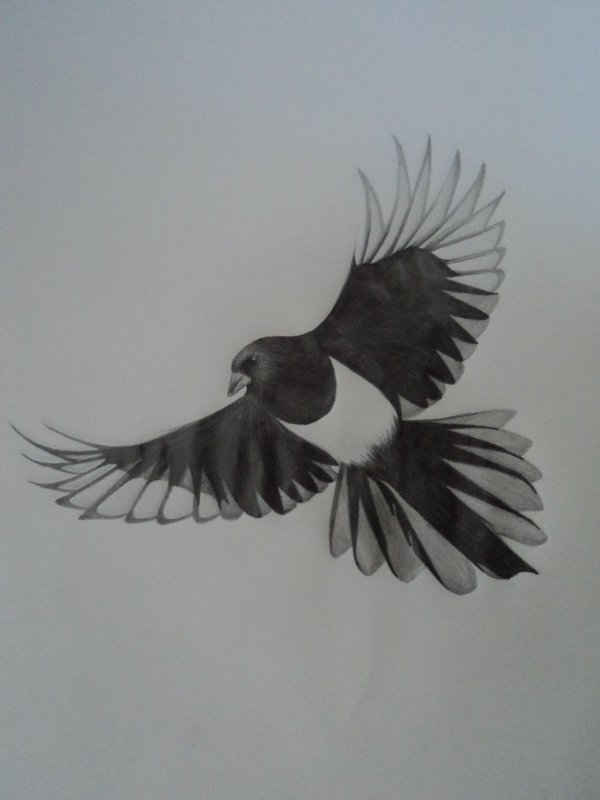 Тату птицы Black and Grey