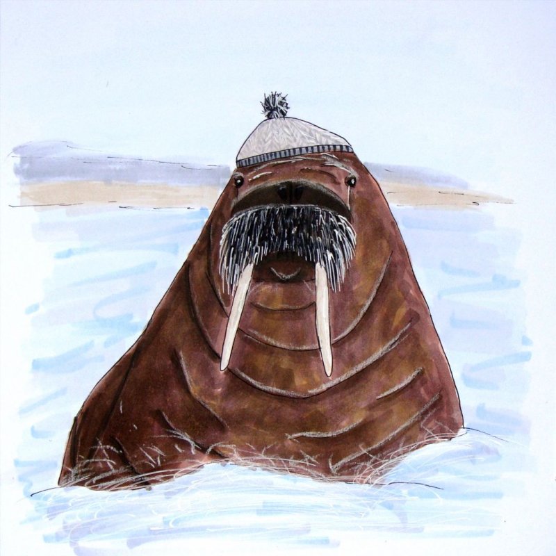 Морж (Odobenus rosmarus)