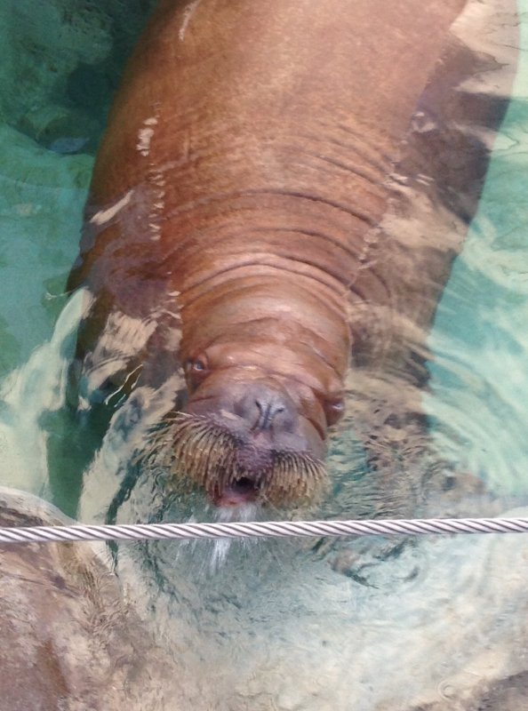 Мем с моржом в воде