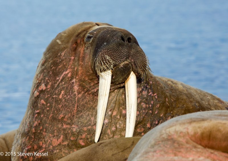 Walrus jock