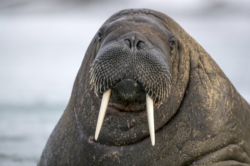 Морж (Odobenus rosmarus)