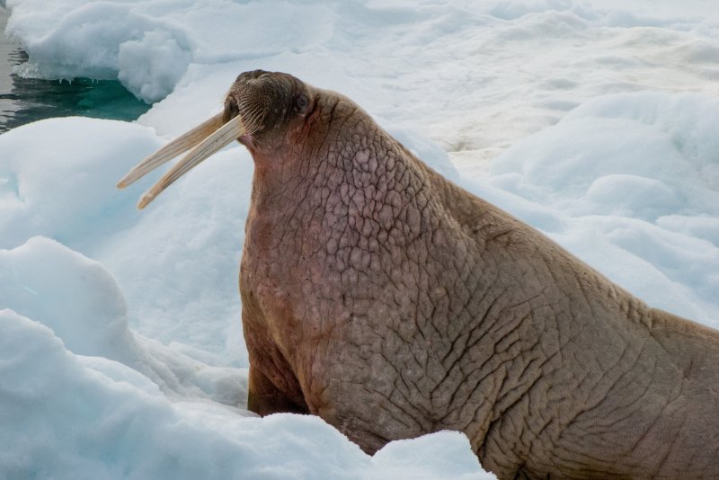 Самый большой морж