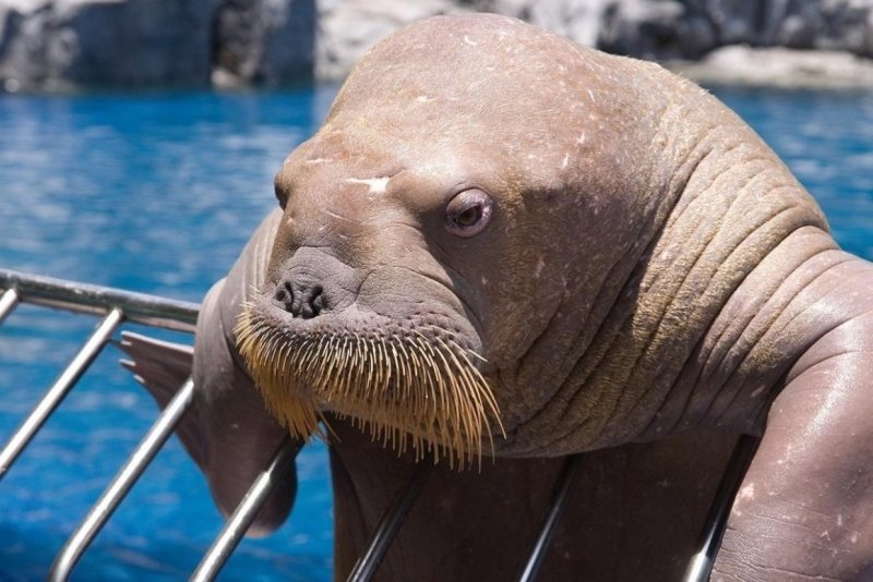 Морж на лодке