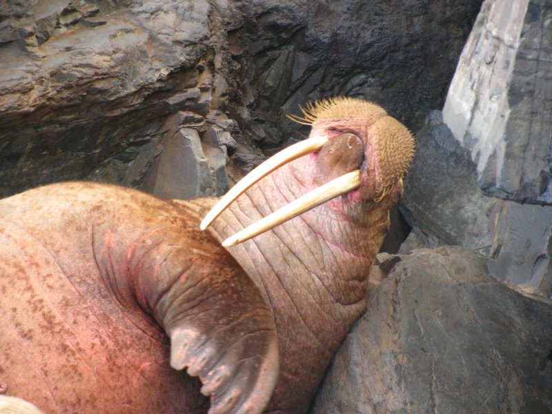 Тихоокеанский морж (Odobenus rosmarus divergens)