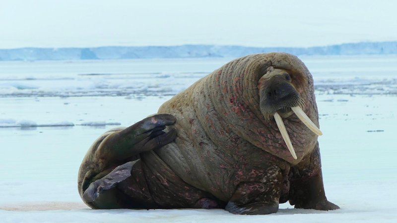 Древний морж