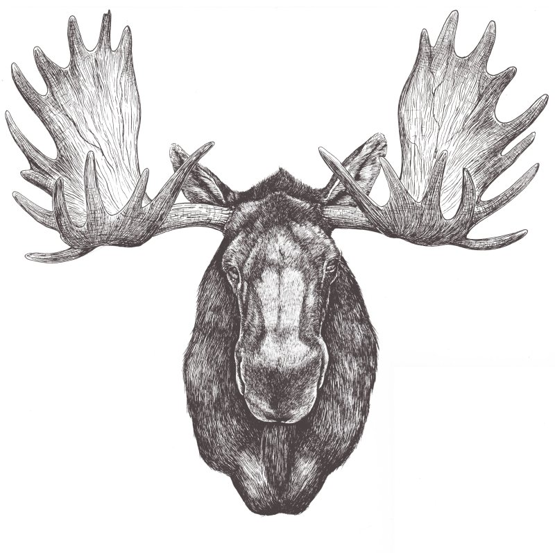Moosehead Wildlife