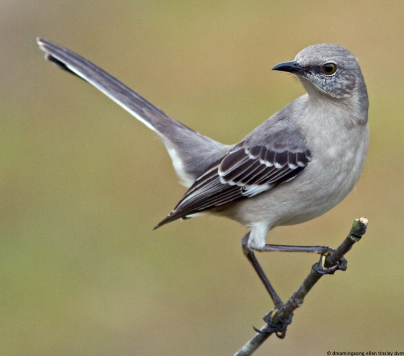Mimus polyglottos