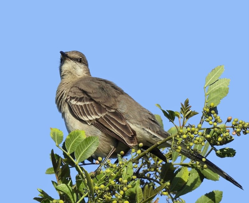 Mimus polyglottos