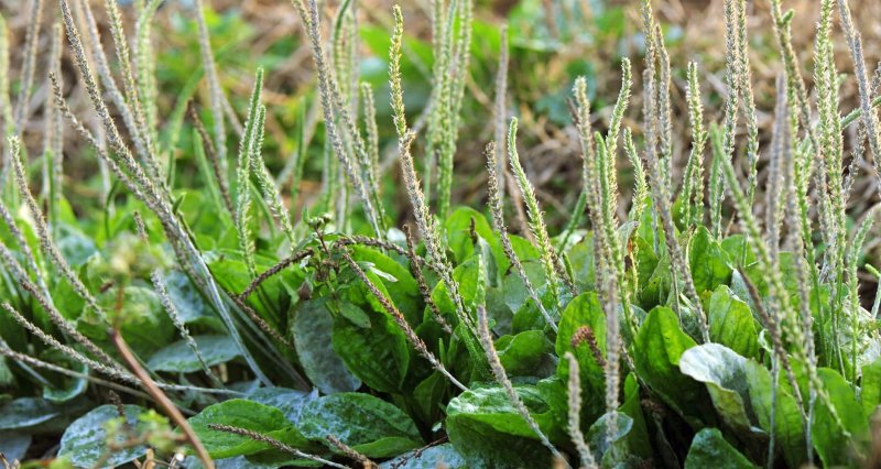Plantain подорожник