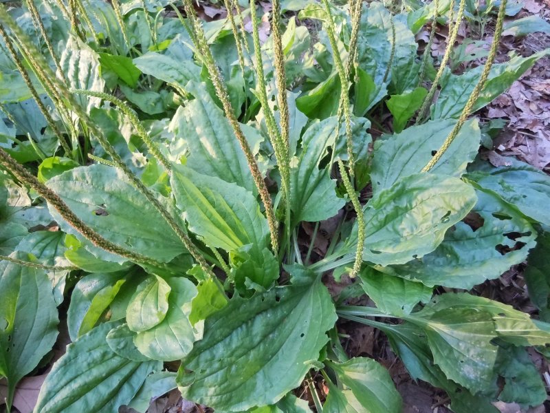 Plantain Flower