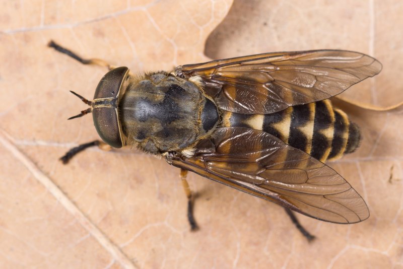 Слепень Tabanus