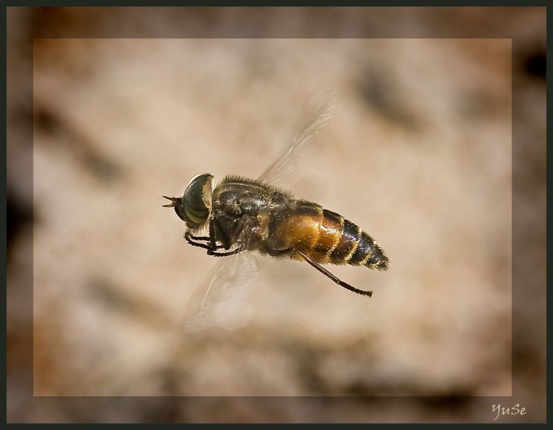 Слепни (Tabanidae)