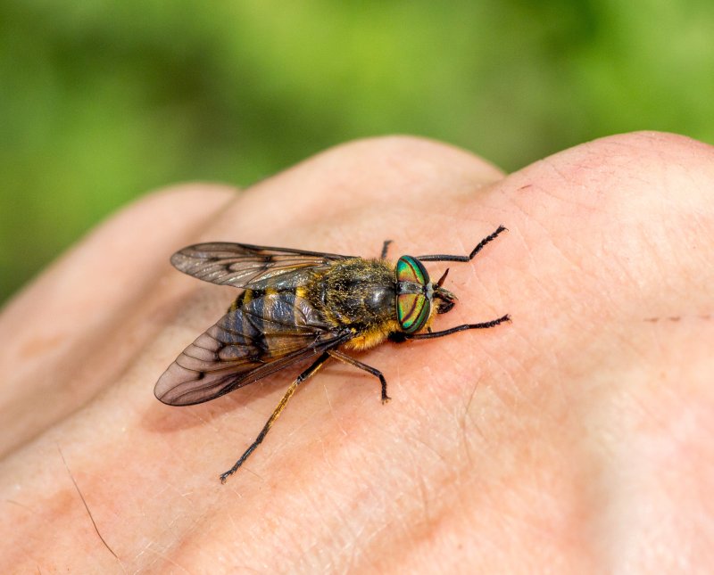 Слепень бычий Tabanus bovinus