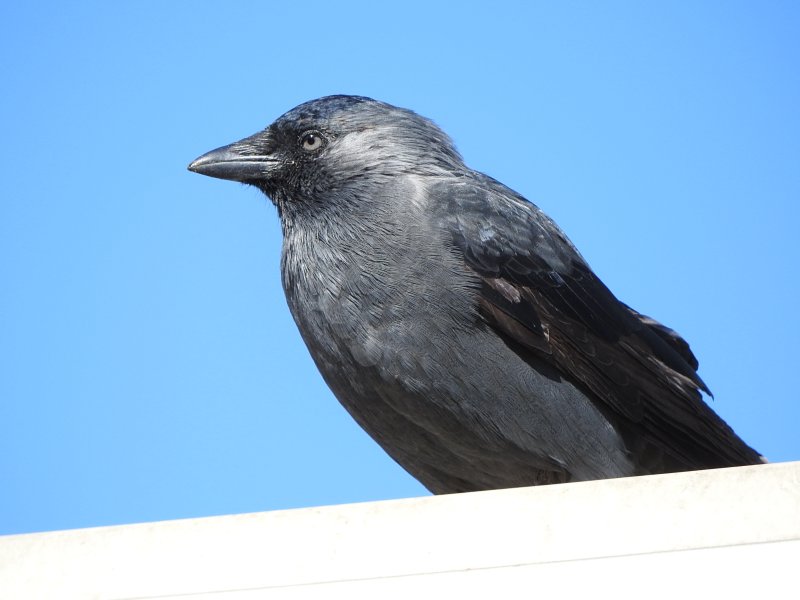 Reasonable Jackdaw