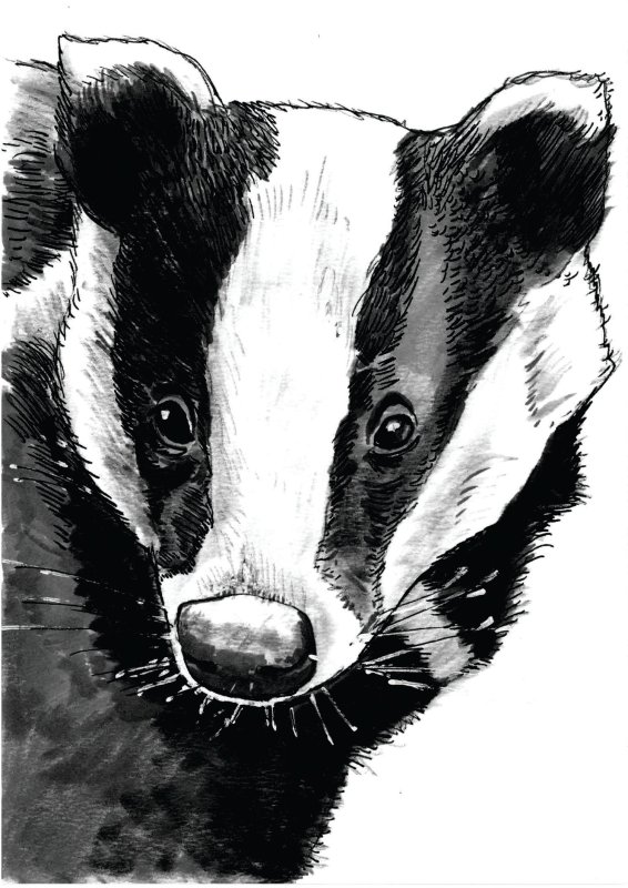 Badger geraldic