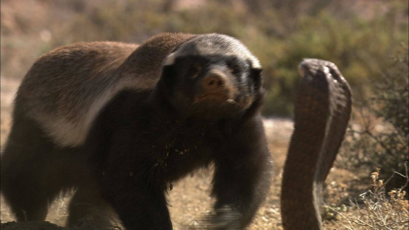 Стикеры Honey Badger