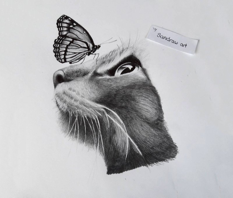 Кошка с бабочкой эскиз