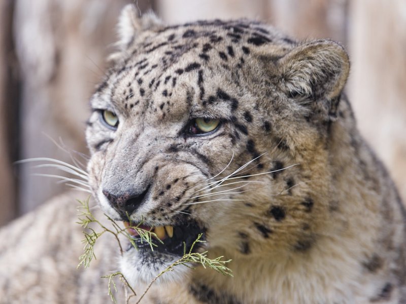 - Снежный Барс (Panthera uncia