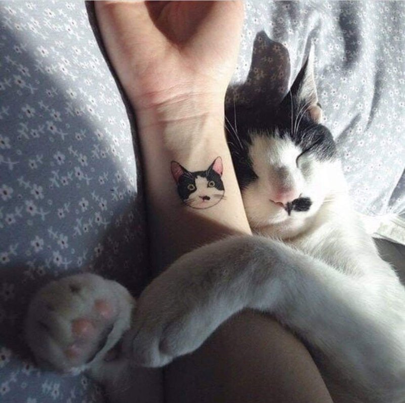 Котик на руках