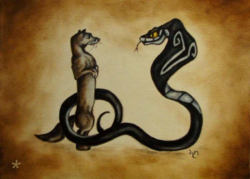 Королевский Мангуст