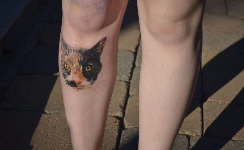 Коты на ногах