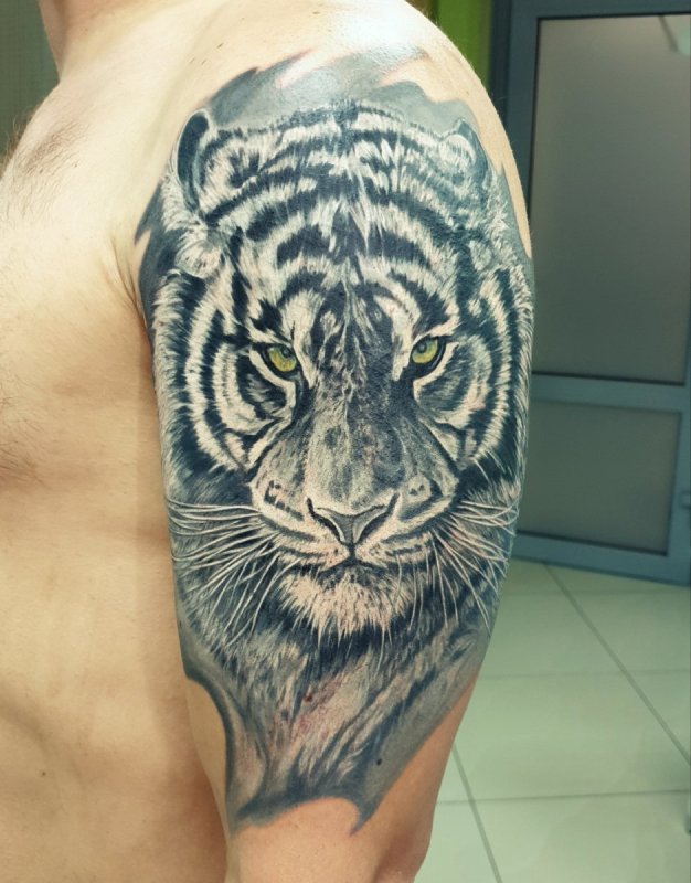 Тату тигр в цвете