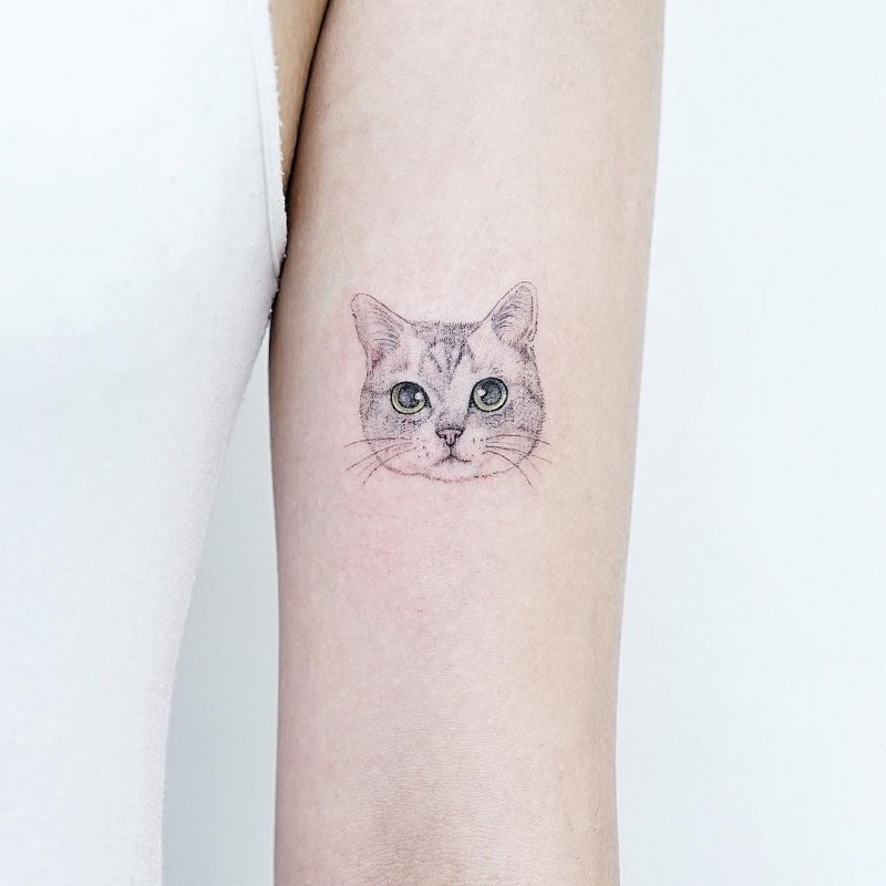 Тату кот