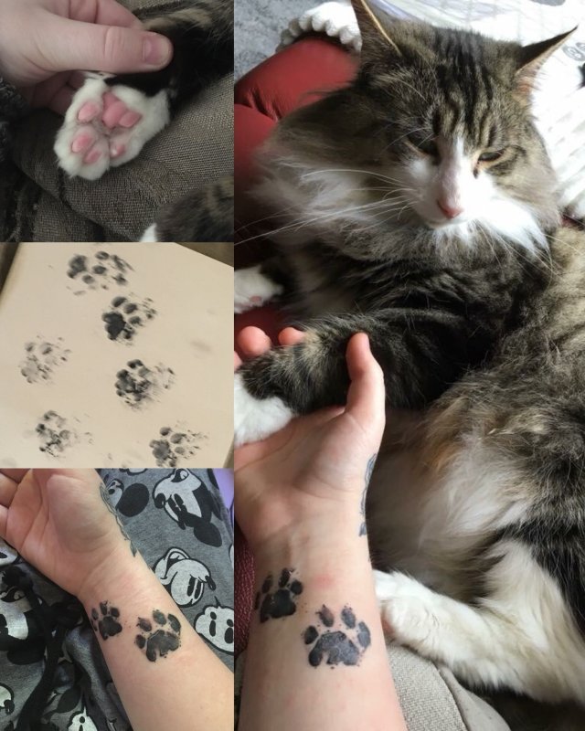 Тату лапка кота