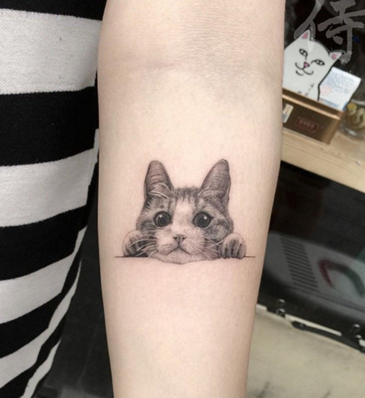 Тату коты