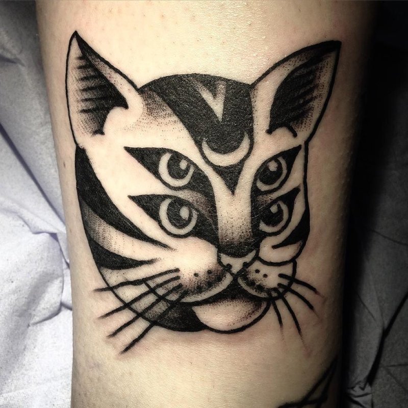 Кот в очках