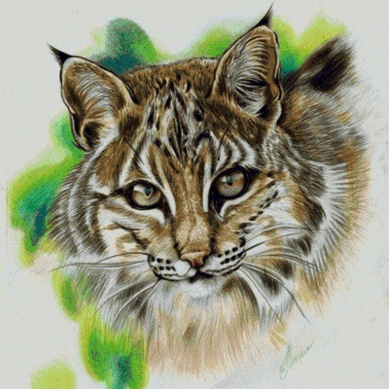 Рысь цветными карандашами