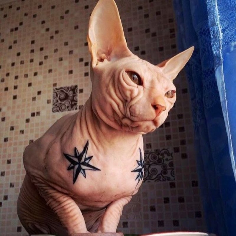 Сфинкс с рогами
